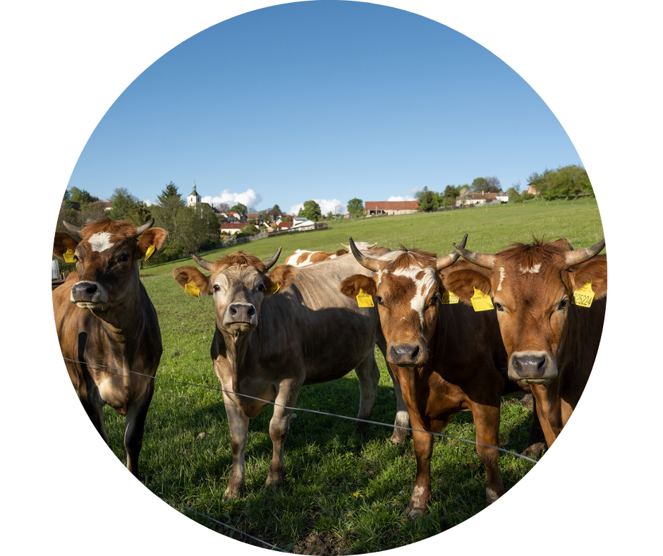 Krávy z volné pastvy